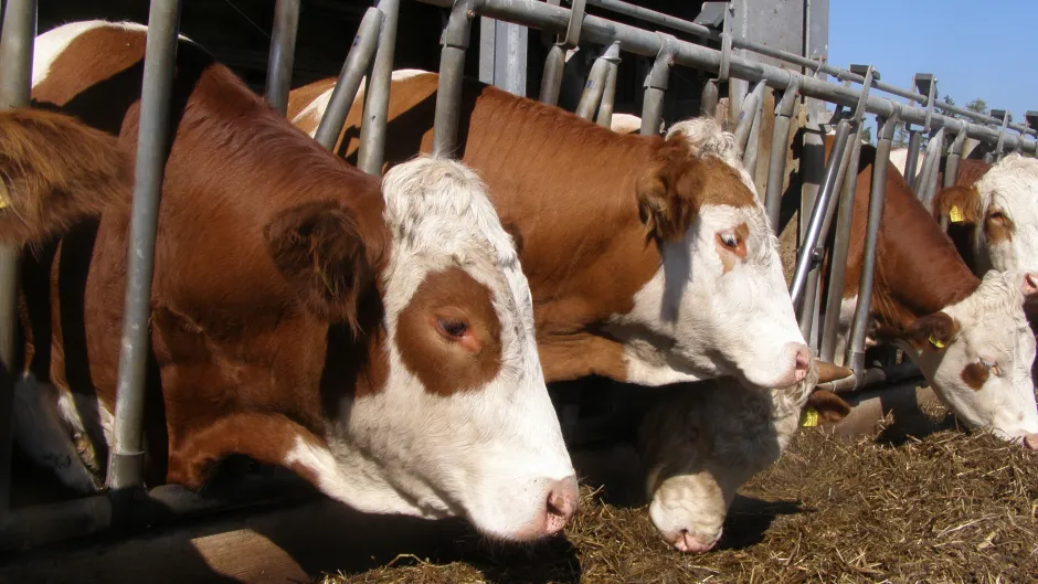 Rubrik_Landwirtschaft_Kuhstall_2_c._L._Marasz